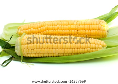 Pair of ripe corn ears isolated on the white background