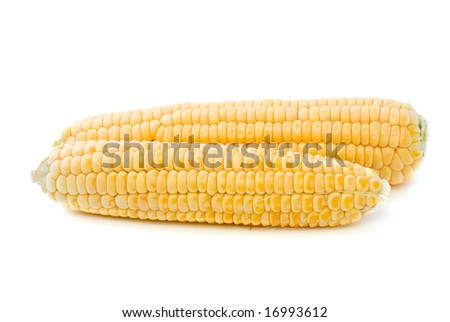 Two ripe yellow corn ears isolated on the white background