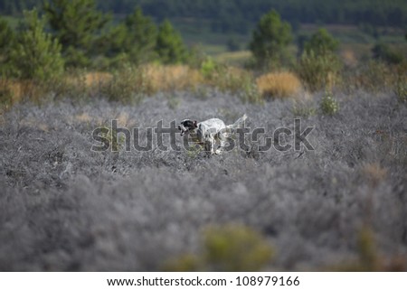 side view of spotted setter purpurebred dog running over burnt ground