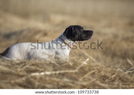 side view of dotted pointer purpurebred dog standing on cultivated wheat field