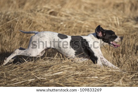 side view of dotted pointer purpurebred dog running on cultivated wheat field