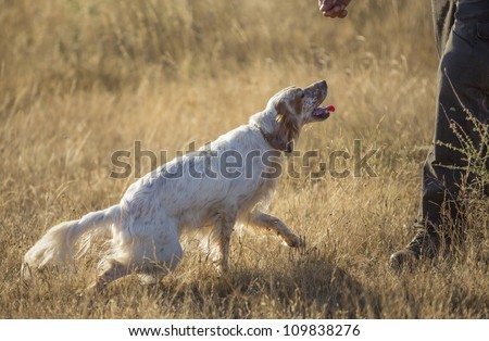 side view of white english setter purpurebred dog and man hand