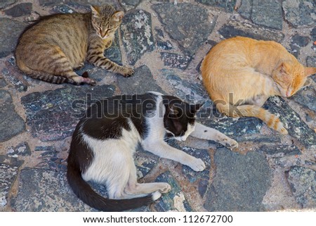 many different street cats stand over antique paving stones