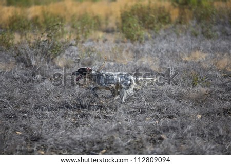 side view of spotted setter purpurebred dog running over burnt ground