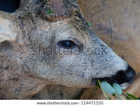 closeup of hunted roe deer head in car trunk