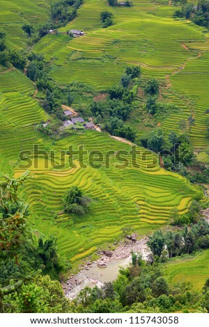 Rice plantation with typical houses in vietnam