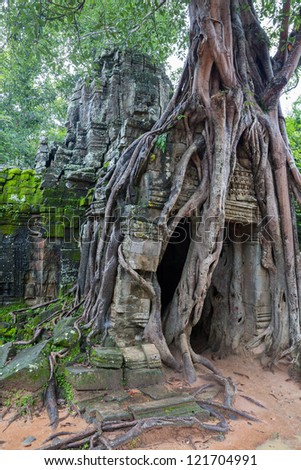 Giant tree covering entrance of temple in Angkor Wat (Siem Reap, Cambodia).