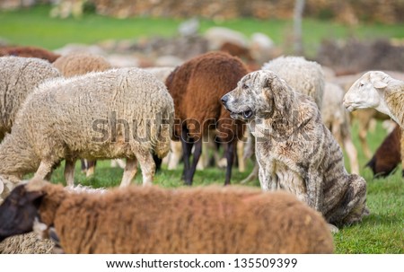 Sheepdog watching flock of sheep, shallow depth of field
