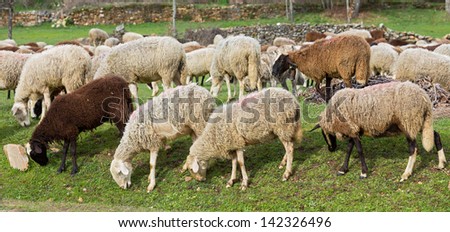 flock of sheep grazing in a row