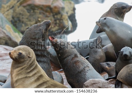Group of sea lions fighting over the rocks