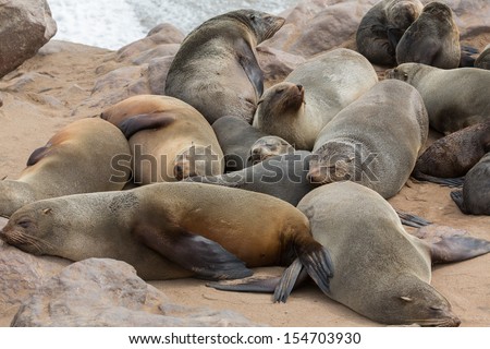 Group of sea lions sleeping over the rocks