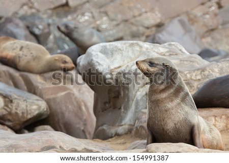 Sea lion isolated with bigger group behind