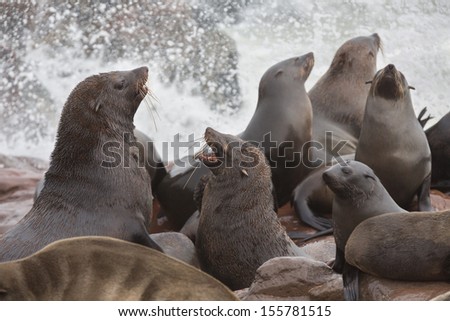 Group of sea lions fighting over the rocks