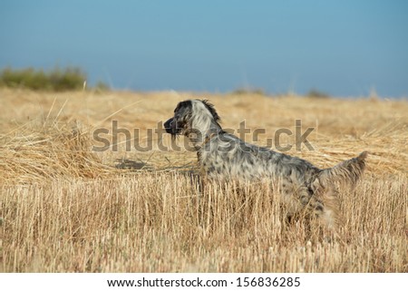 Side view of black dotted setter purpurebred dog alert over cultivated wheat field