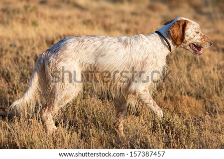 Right side view of brown dotted setter purpurebred dog in alert over cultivated wheat field