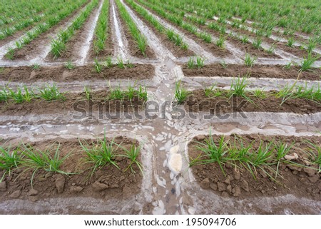 View of tiger nut plantation during irrigation time (focus on foreground)