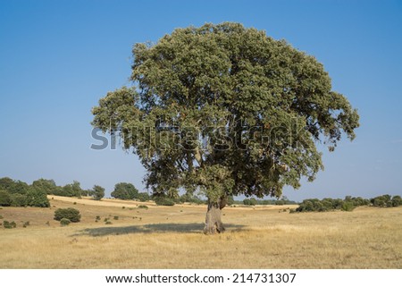 Landscape with holm oak and blue sky