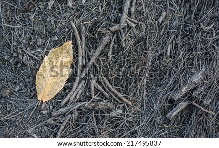 Detailed view of chestnut tree leaf over burnt ground