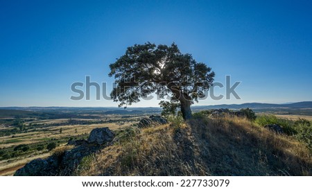 Widen angle view of holm oak against blue sky (backlit) with sun ray lights