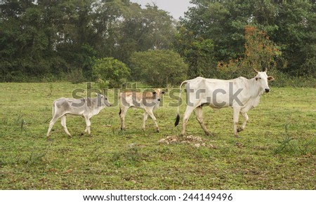 Side view of Cow and calves in a Farm in Pantanal, Brazil
