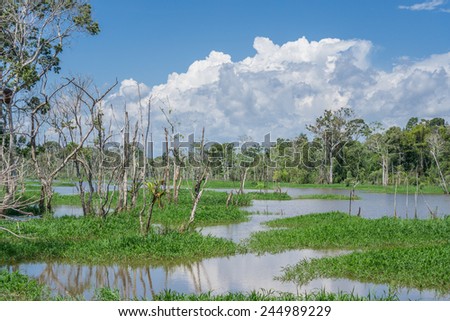 Panoramic view of amazon forest skyline and black river