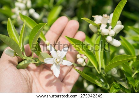 Closeup of Orange tree flower and hand, focus on flower, shallow depth of field