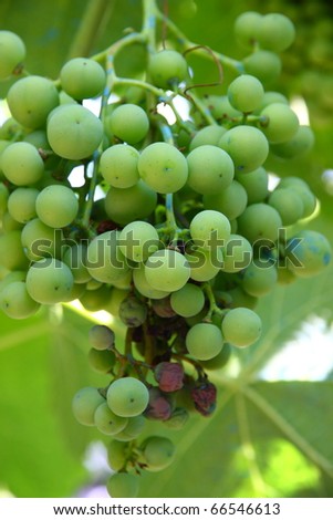grapes with poison