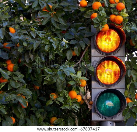 orange color on the traffic light with a orange tree in background