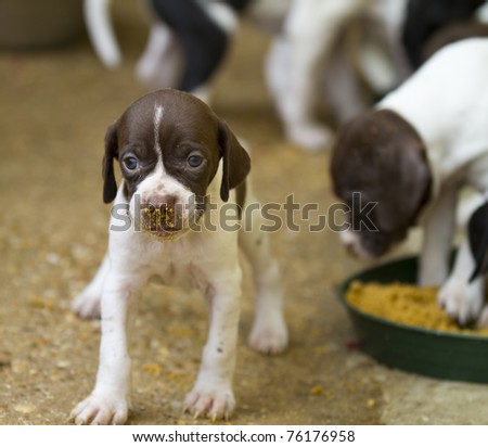 Pedigree Pointer dog puppies feeding with only 1 month of life