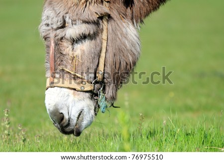 detailed view of donkey head grazing (side view)