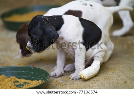 Pedigree Pointer dog puppy with plaster cast in the leg