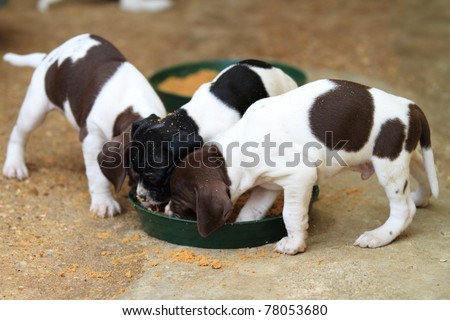 Bowl with food and Pedigree Pointer dog puppies feeding with only 1 month of life
