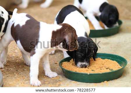 Bowl with food and Pedigree Pointer dog puppies feeding with only 1 month of life