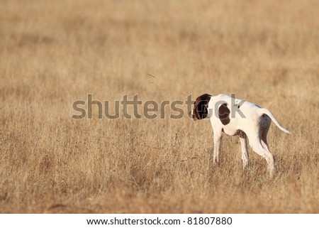 rear view of pointer pedigree dog marking the position of a quail