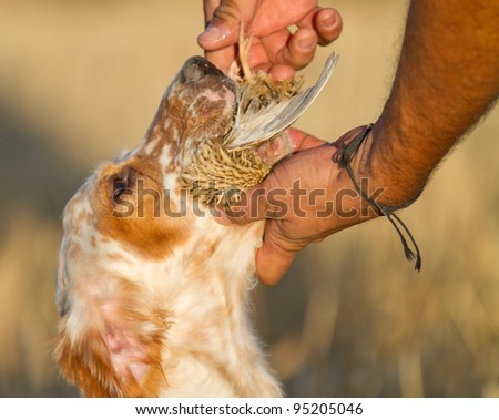Pointer pedigree dog with quail in mouth and hunter hand