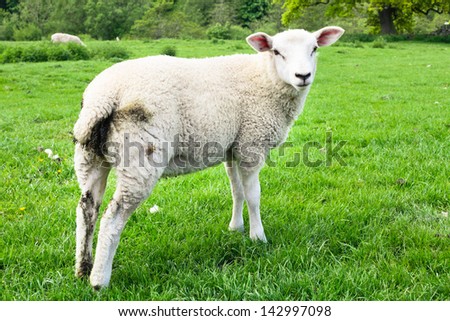 A young sheep in a lush green field in England