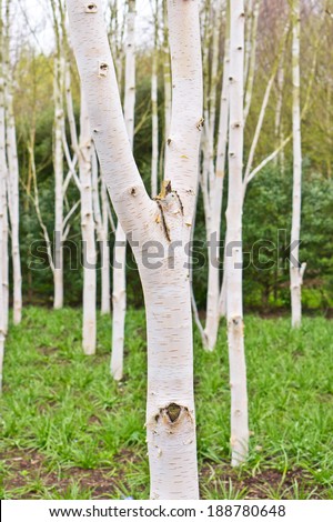 Silver birch trees in a forest in spring