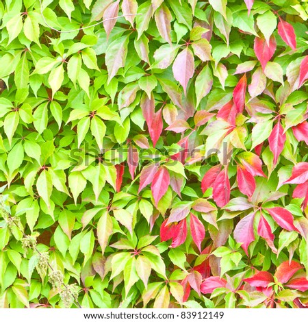 Lovely fresh background image of leaves of a wall-climbing plant