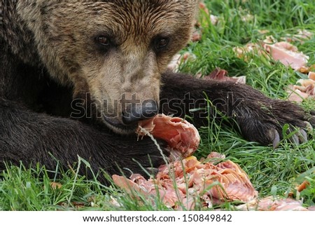 Brown bear eating meat