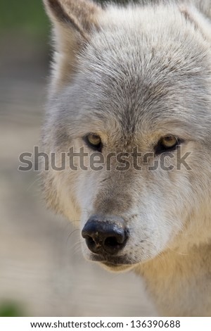the face of a timber wolf