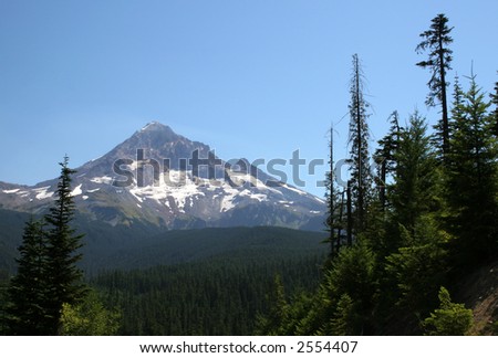 a view of Mt. Hood over the tree tops