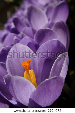 a group of crocus blossoms with one at the center of attention