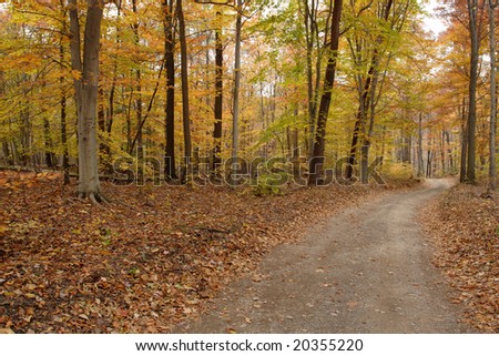 colorful fall foliage along a dirt road in the forest