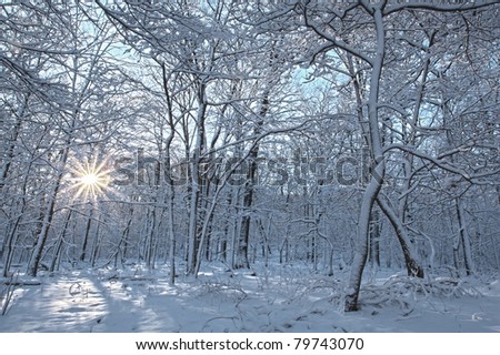 sun shining through the trees of a scenic snow covered forest