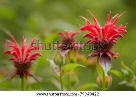 close up of bee balm in bloom