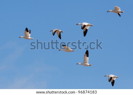 small flock of snow geese flying in formation