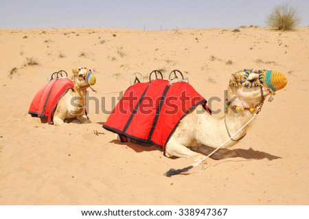 Camel safari, sitting camels in the desert of Dubai