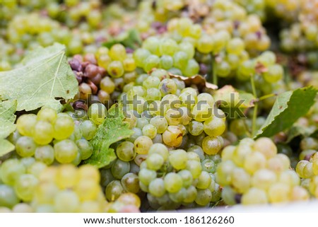 Close up view of bunches of grapes just picked and ready to go to the winery in the Breede Valley in the Western Cape of South Africa