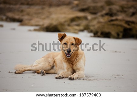 Cross breed dog laying on the beach