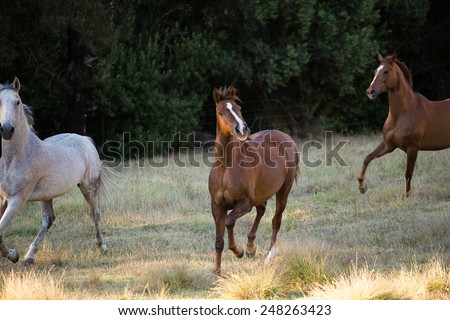Arabic horse in a meadow , running, playing, standing.